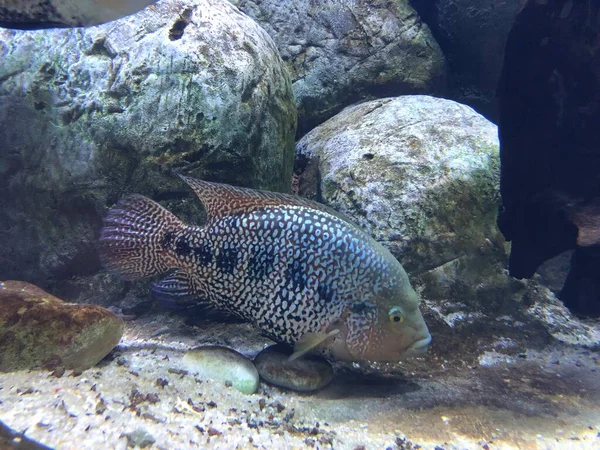 Peces Exóticos Acuario — Foto de Stock