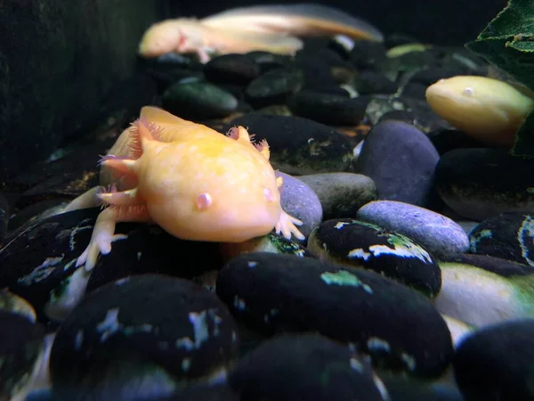 Pink Mexican Axolotl Aquarium Wildlife Park —  Fotos de Stock