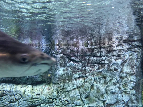 水族館でエキゾチックな魚 — ストック写真