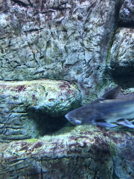 在水族馆的奇特鱼类 — 图库照片