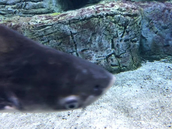 Peces Exóticos Acuario — Foto de Stock