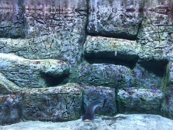水族館でエキゾチックな魚 — ストック写真