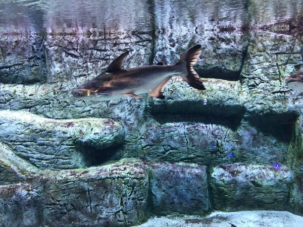 水族館でエキゾチックな魚 — ストック写真