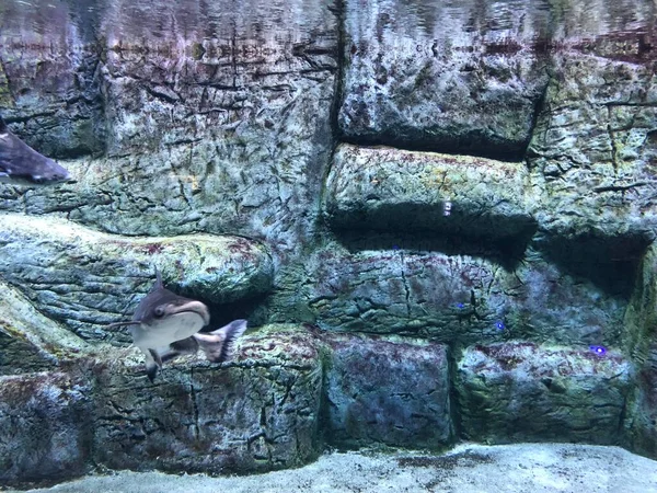 水族館でエキゾチックな魚 — ストック写真