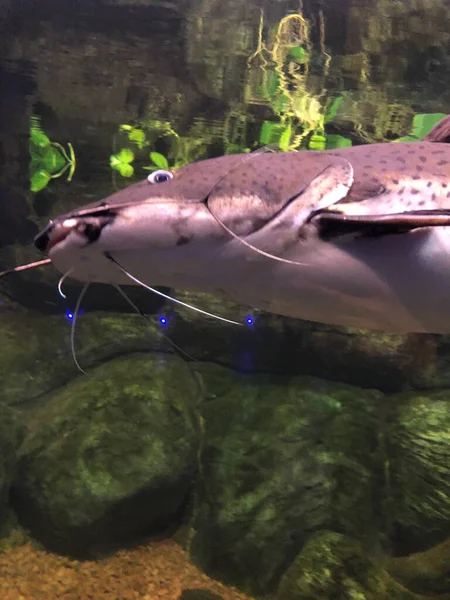 Poissons Exotiques Dans Aquarium — Photo