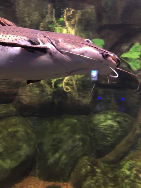 Exotische Vissen Het Aquarium — Stockfoto