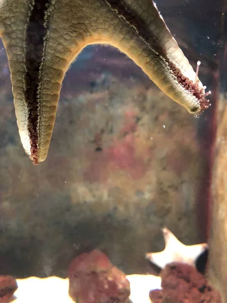 Bottom View Starfish Aquarium Glass — Stock Photo, Image