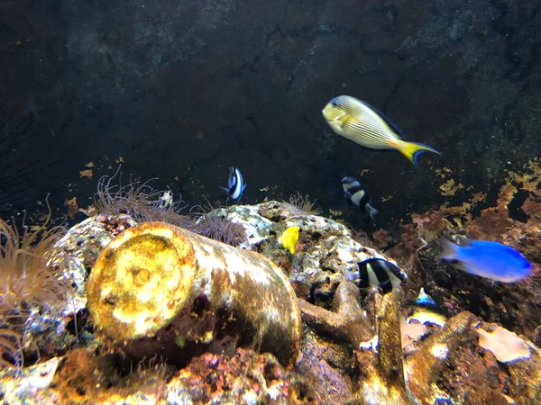 Egzotik Balıkları Akvaryum — Stok fotoğraf