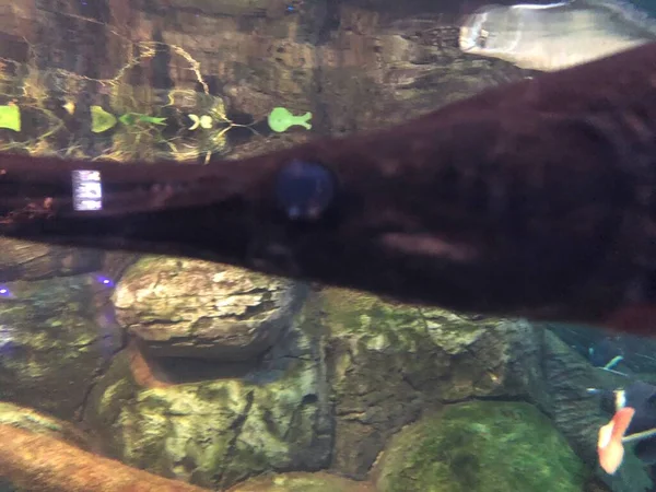 水族館でエキゾチックな魚 — ストック写真