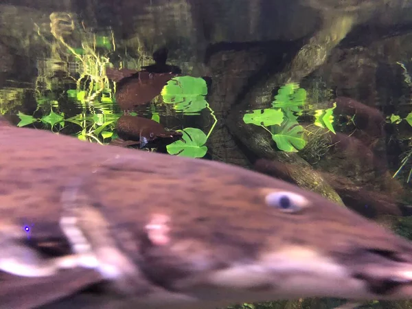 Peces Exóticos Acuario — Foto de Stock