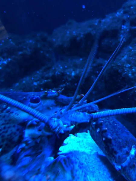 Blue Lobster Aquarium — ストック写真