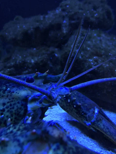 Blue Lobster Aquarium —  Fotos de Stock