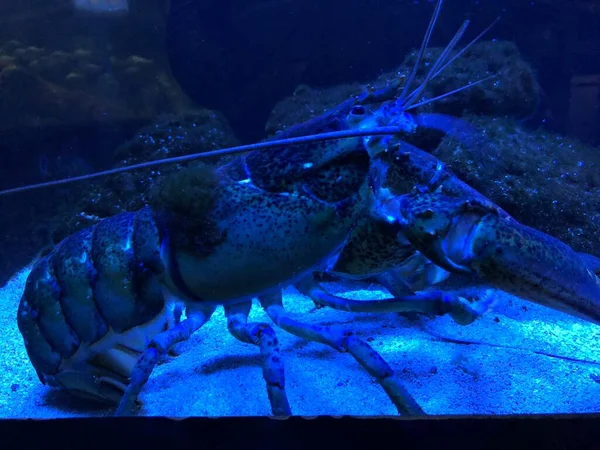 Blue Lobster Aquarium — Foto Stock