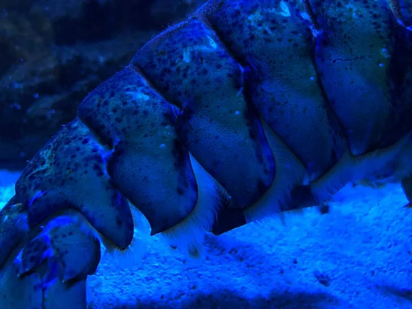 Blue Lobster Aquarium — ストック写真