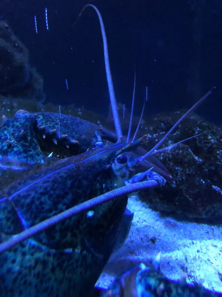 Blue Lobster Aquarium — Stock Fotó