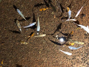 Koi Carps Fish swimming the pond.