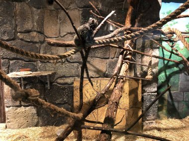 A group of monkeys family living on trees in the natural forest and looking.