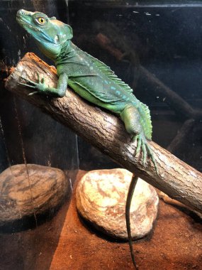 lizard on branch, lizard sunbathing on branch, lizard climb on wood, Jubata lizard