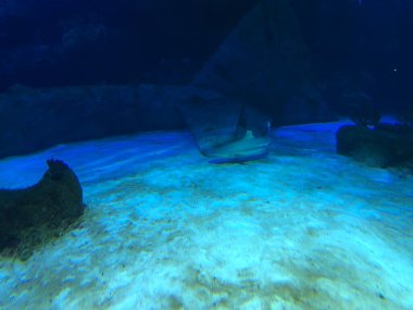 akvaryum büyük köpekbalığı.