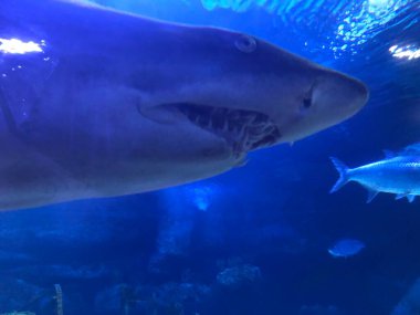 akvaryum büyük köpekbalığı.