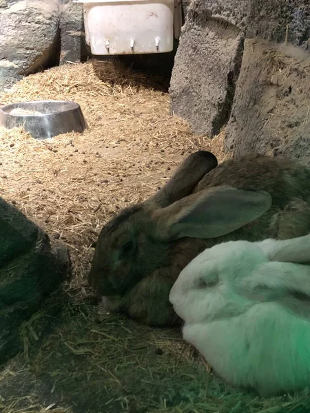 flemish giant rabbit in wildlife park