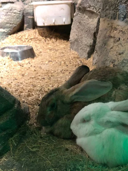 flemish giant rabbit in wildlife park