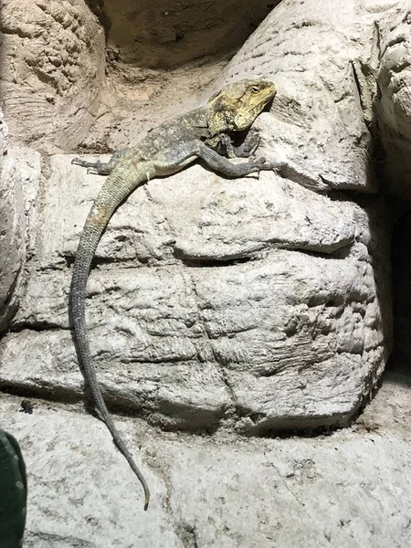 Lizard Branch Lizard Sunbathing Branch Lizard Climb Wood Jubata Lizard — Stock Fotó