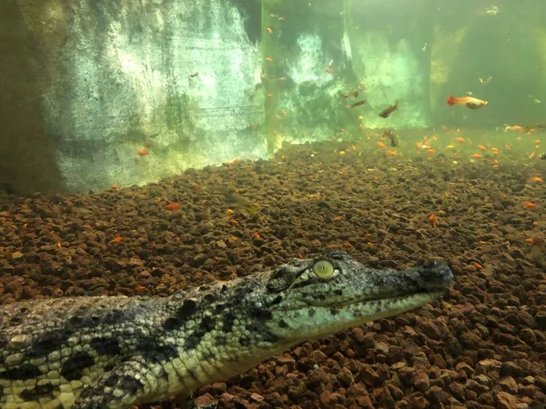 Crocodile Sunbathing Wildlife Park — Stockfoto