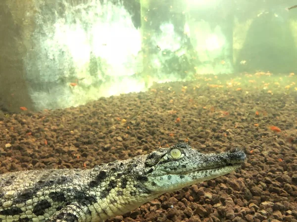 Crocodile Sunbathing Wildlife Park — Stock Photo, Image