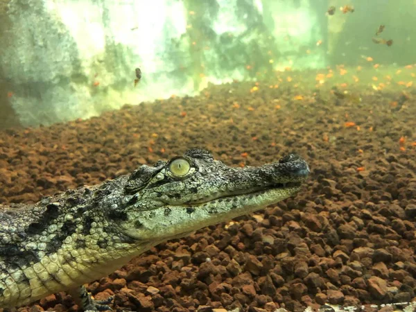 Крокодил Загорает Парке Дикой Природы — стоковое фото