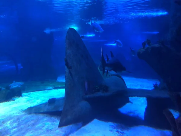 Große Haie Aquarium — Stockfoto