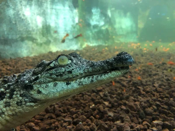 Crocodile Sunbathing Wildlife Park — Stok fotoğraf