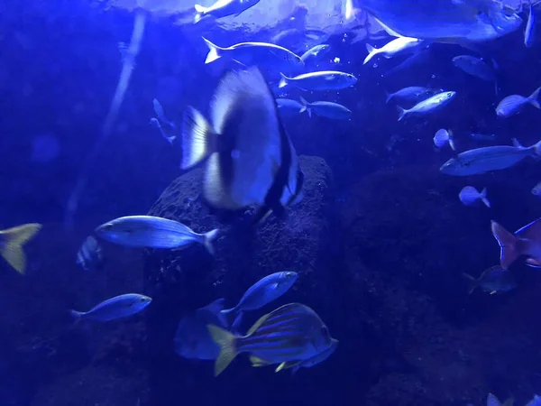 Big Blue Fish Swimming Aquarium — Stockfoto