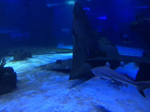 在水族馆的大鲨鱼 — 图库照片