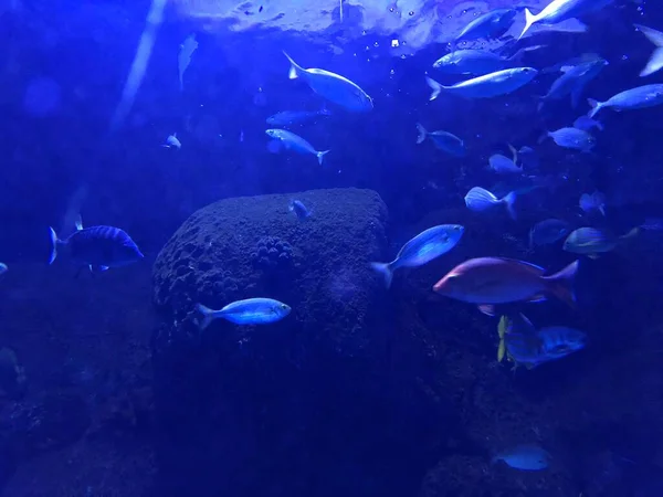 Big Blue Fish Swimming Aquarium — Stockfoto