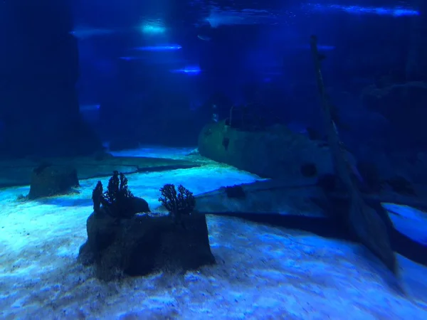 big blue fish swimming in aquarium