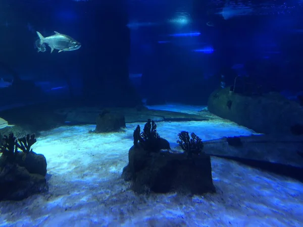 big blue fish swimming in aquarium