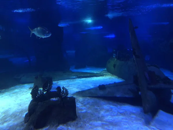 Big Blue Fish Swimming Aquarium — Stock Photo, Image