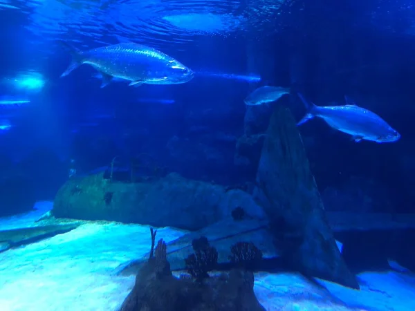 Big Blue Fish Swimming Aquarium — Fotografia de Stock