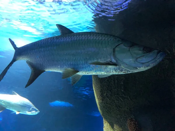 Big Blue Fish Swimming Aquarium — Stock Photo, Image