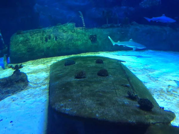 水族館で大きなサメ — ストック写真