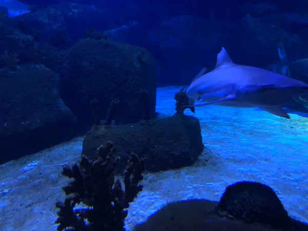 Große Haie Aquarium — Stockfoto