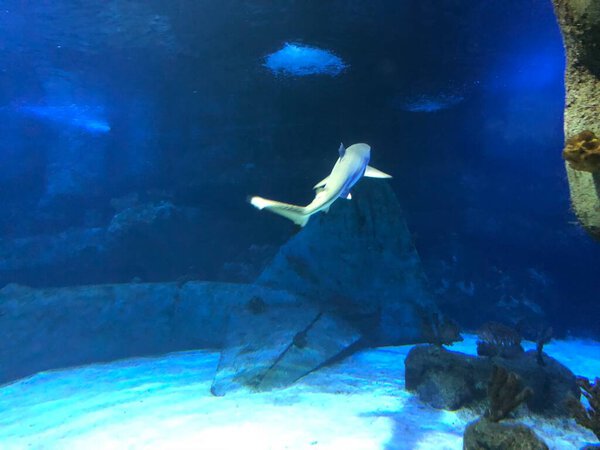 Big shark in aquarium.