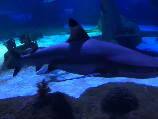 Tiburón Grande Acuario — Foto de Stock