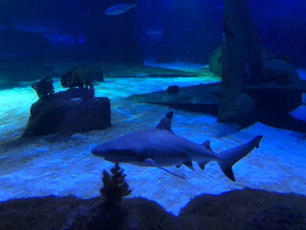 在水族馆的大鲨鱼 — 图库照片