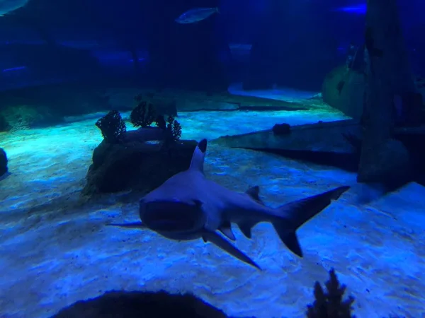 水族館で大きなサメ — ストック写真