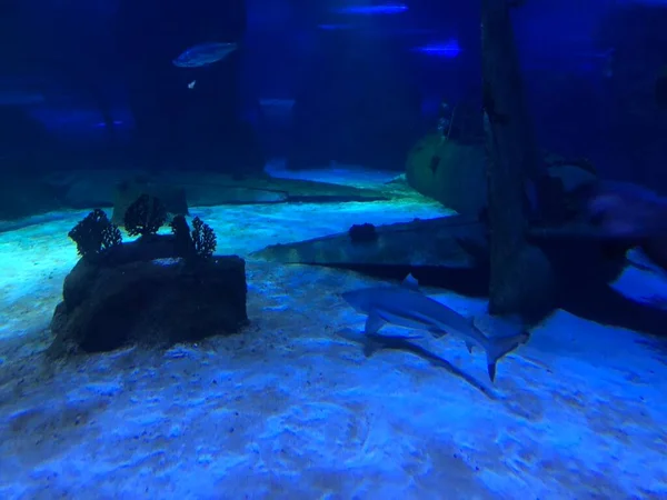 水族館で大きなサメ — ストック写真