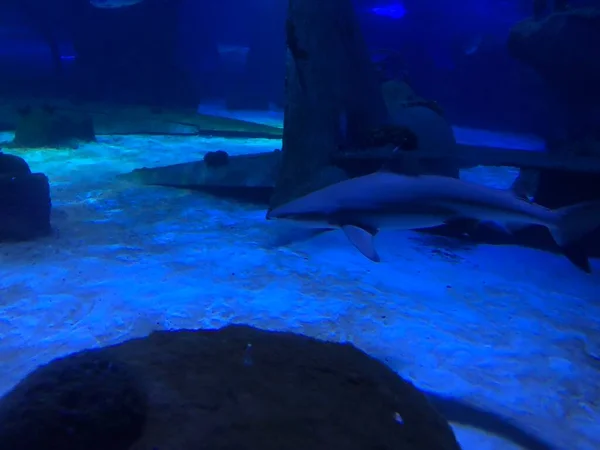 水族館で大きなサメ — ストック写真