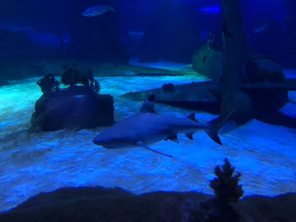 Große Haie Aquarium — Stockfoto
