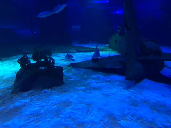 Big Shark Aquarium — Stock Photo, Image